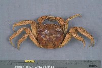 藏品(中華絨螯蟹)的圖片